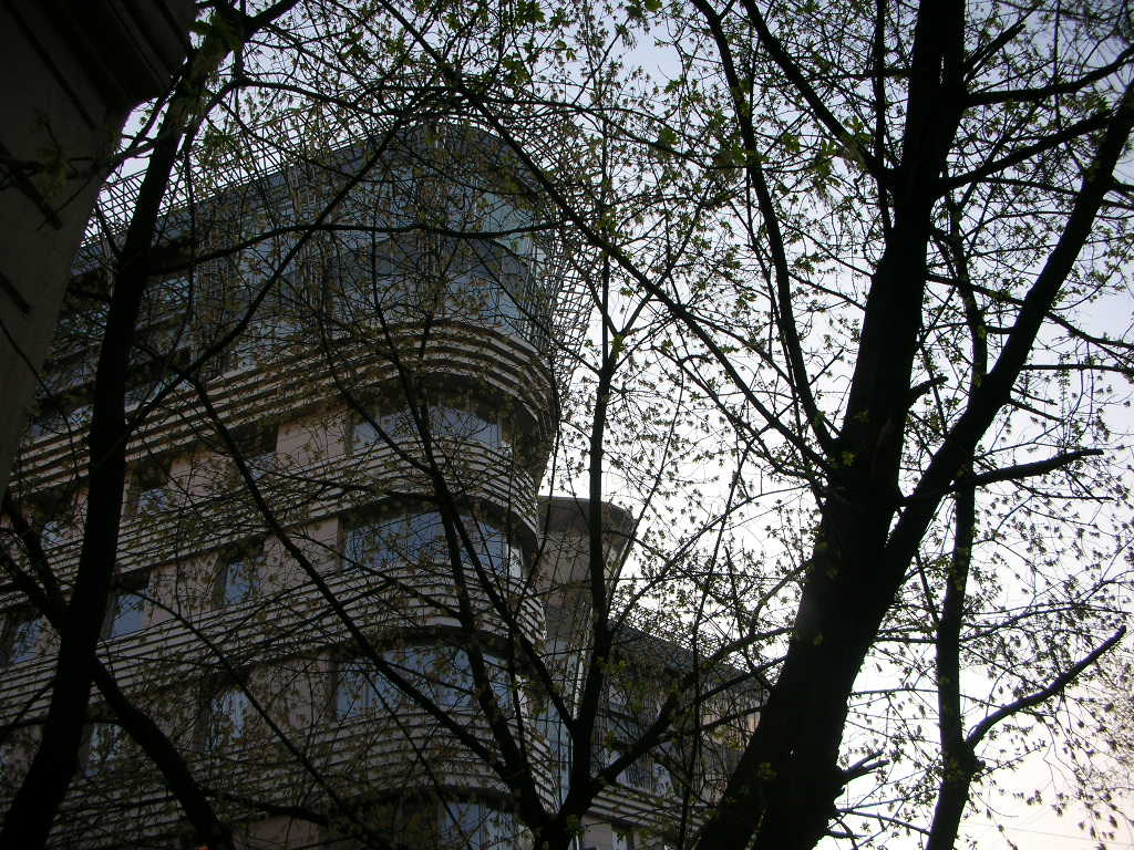 Лесной Корабль