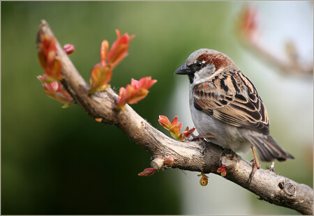 Passer domesticus...