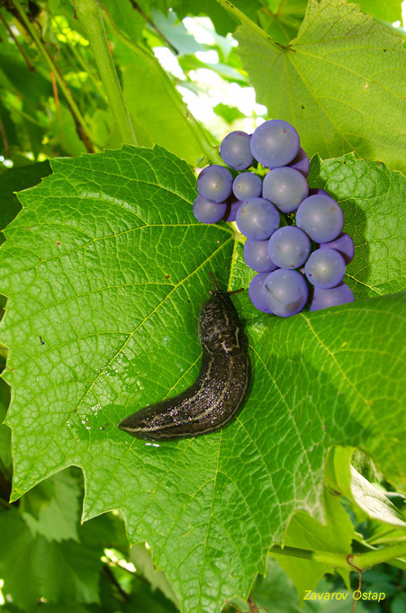 Улитка