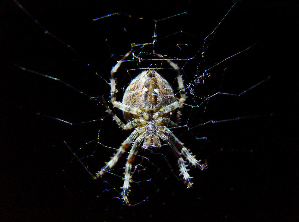 Spider