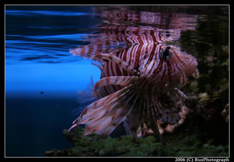 The king of seas