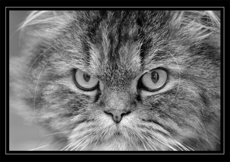 Katzen Leben ist so....... schwer!!!