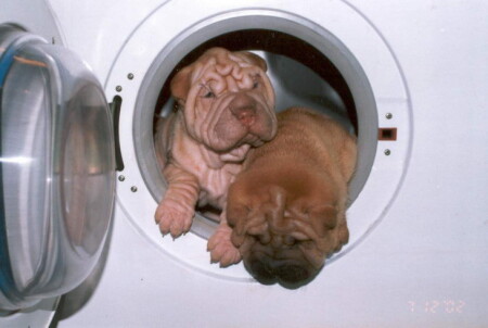 &quot;Любопытство не порок&quot;