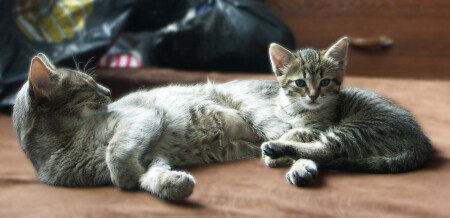 Мурзик