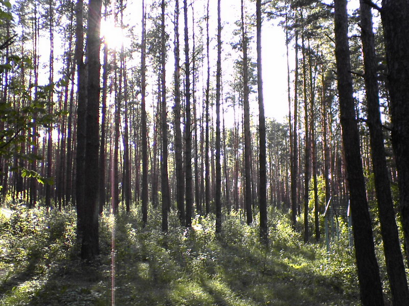 Сосны