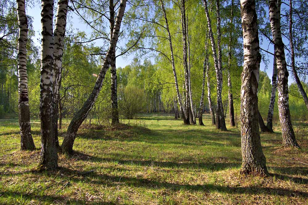 Прогулка по утреннему лесу.