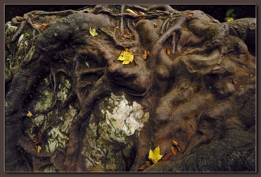 Корни (1)