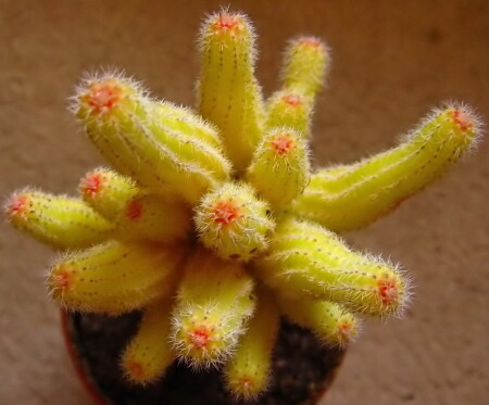 Колючий салют