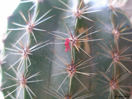 Кактус с бантиком