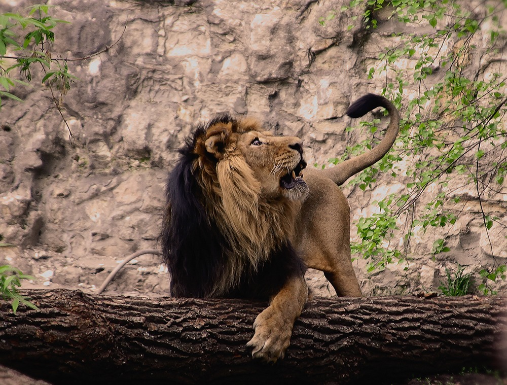 LEO...