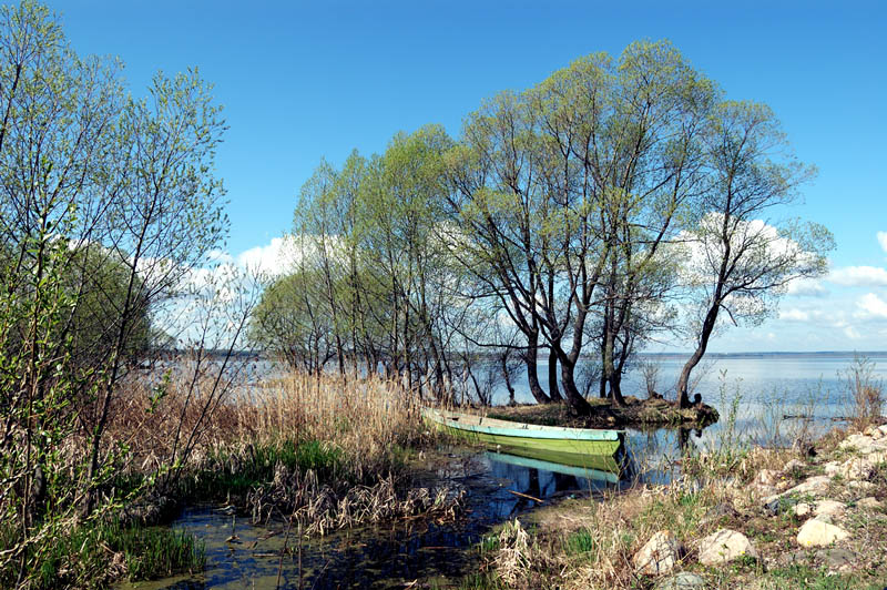 Лодка в камышах