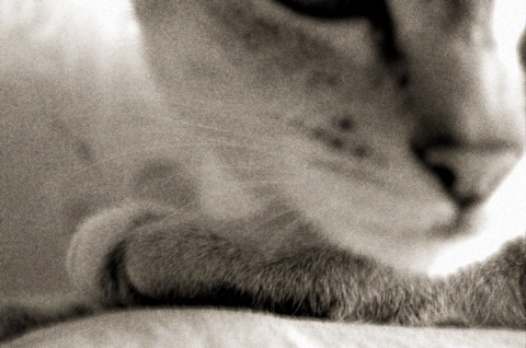 Catzzz