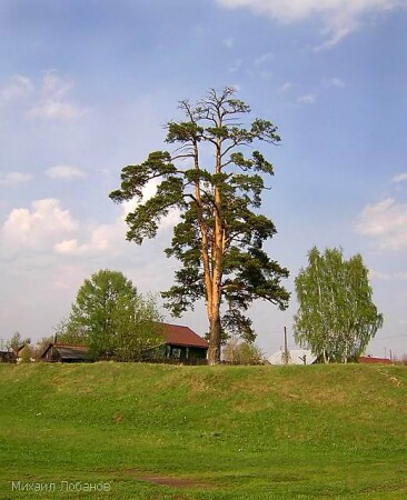Весення зелень
