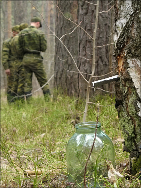 Берёзовый сок