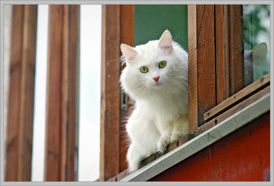 White cat