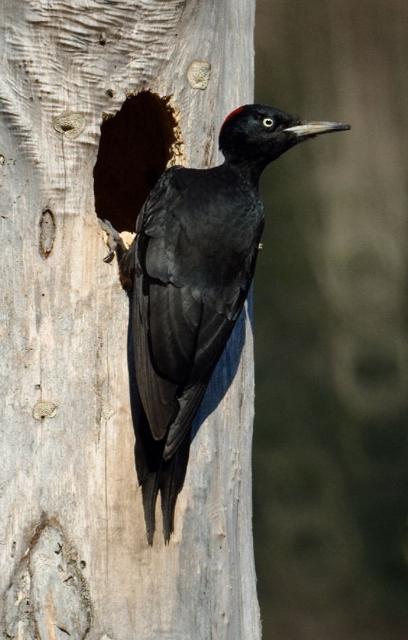 Желна (самка). Black Woodpecker (Dryocopus martius )