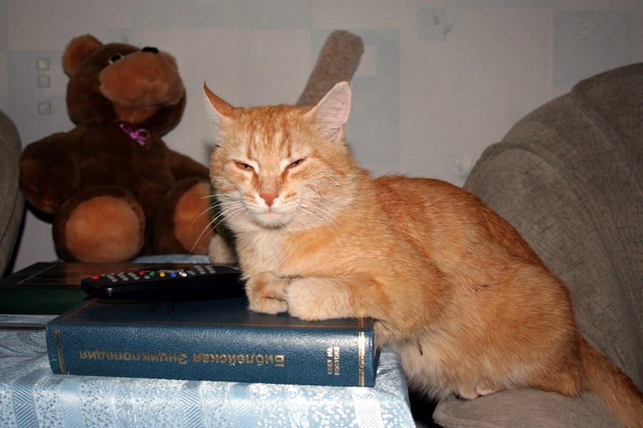 Кот ученый