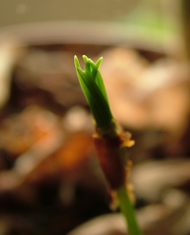 Pinus cembra