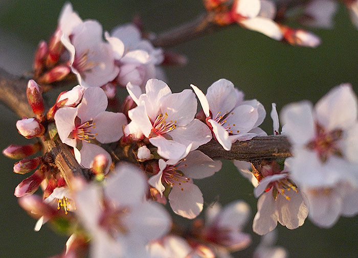 Весенняя