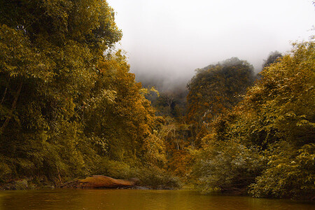 Rain forest