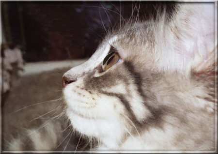 Сибирский котенок
