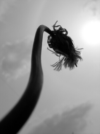 «Эра динозавров»