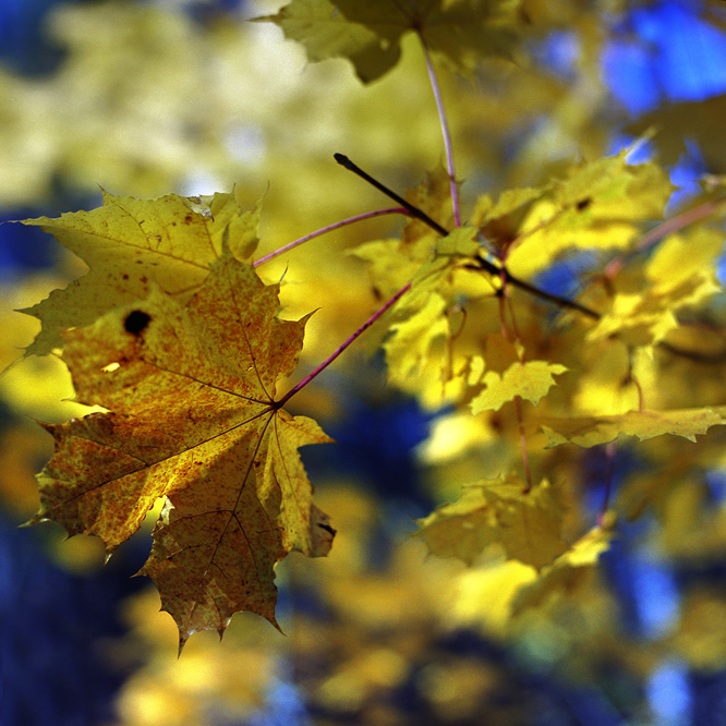 autumn patterns