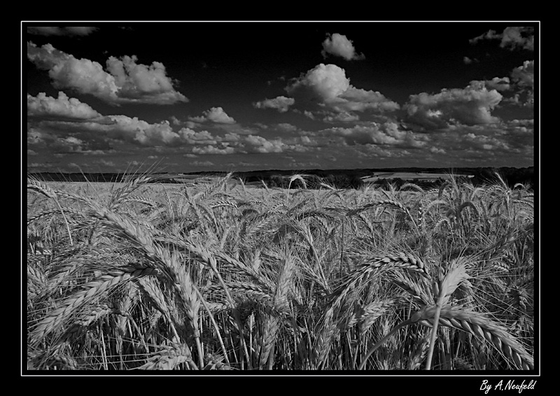 Sommer