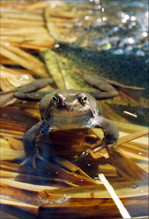 Rana temporaria