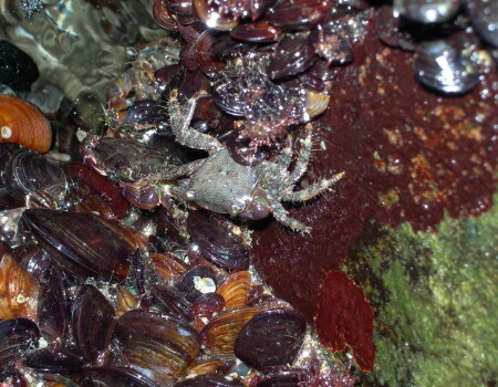 Морские чудища