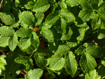 Роса и звёзды