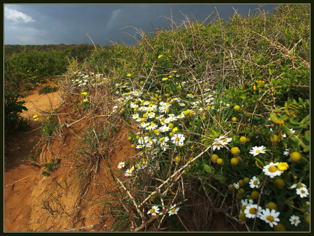 Полевые цветы