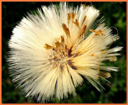 Мать-и-мачеха. 