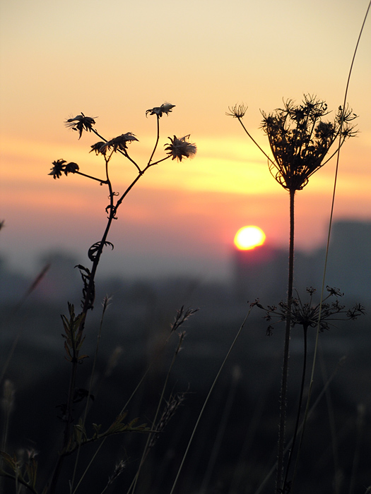 nocturnal flowers (2)
