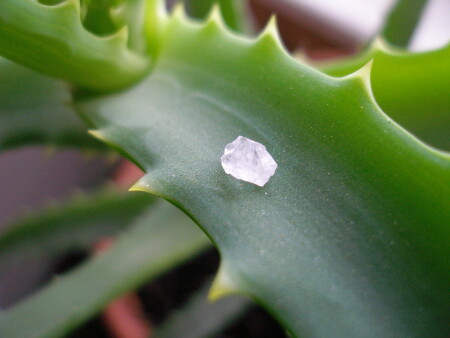 Кристалик соли.