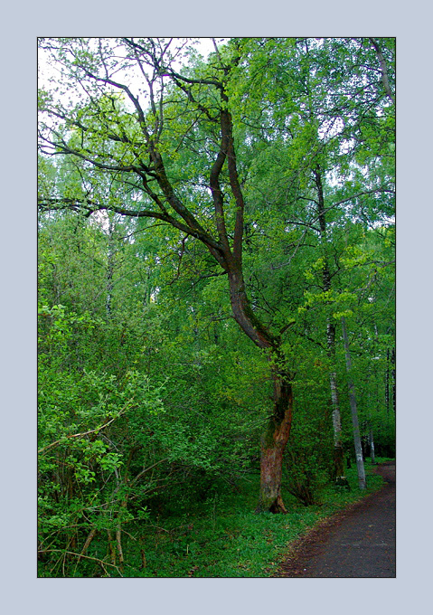 the tree