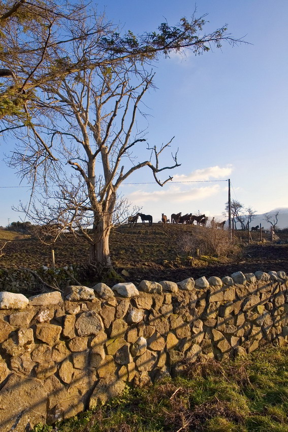Тишина! Horse Farm....