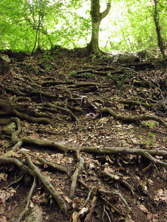 Дорожка к Бабке Ёжке