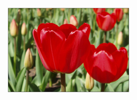 Tulips