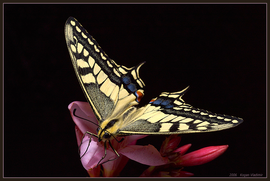 Butterfly - МАХАОН