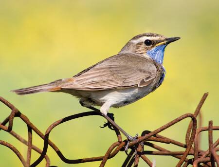 Варакушка #2