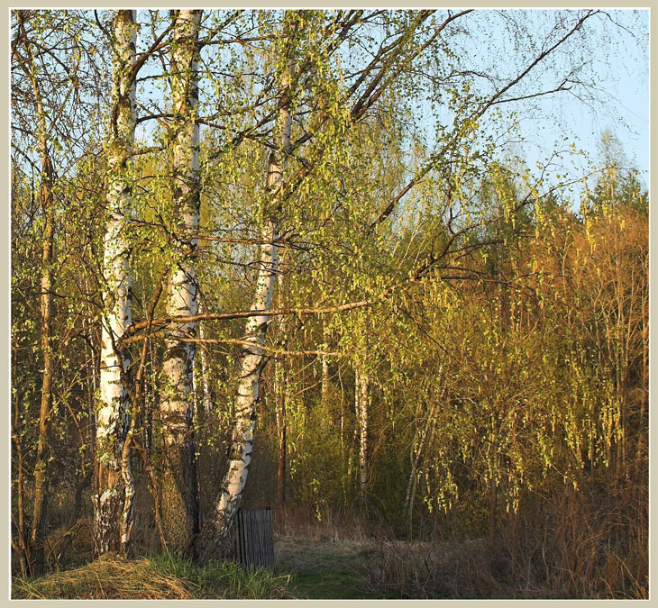 Первая зелень