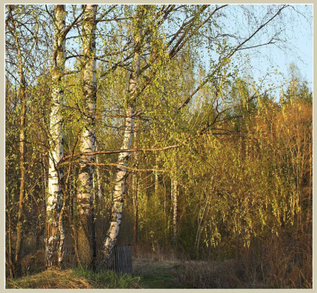 Первая зелень