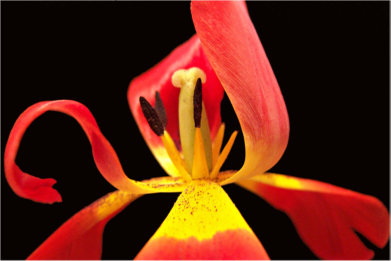 Fire Flower 