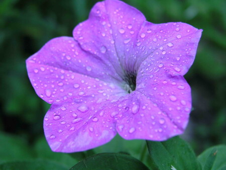 Фиолетовый смерч