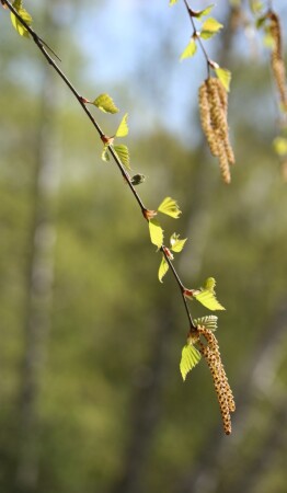ПРОСТО ВЕСНА