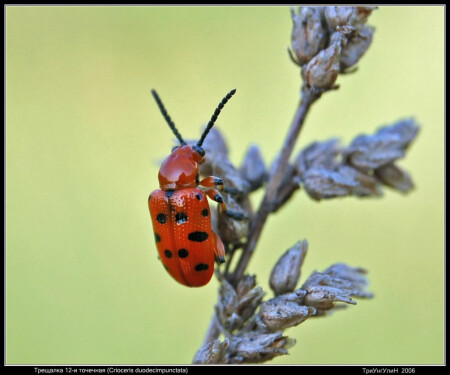 Трещалка 12-иточечная (Crioceris duodecimpunctata)