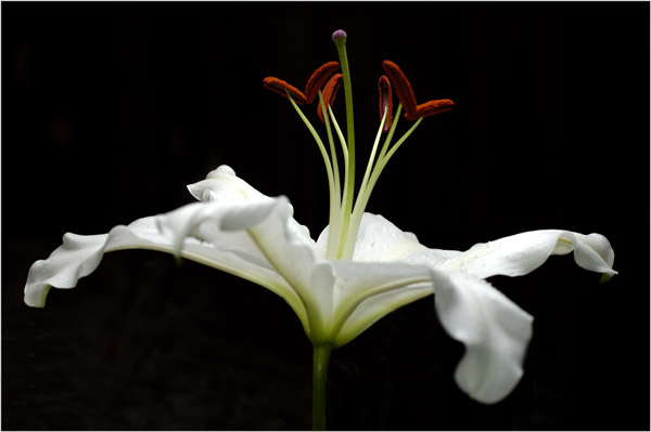 lily