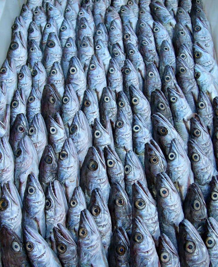 Море рыбы