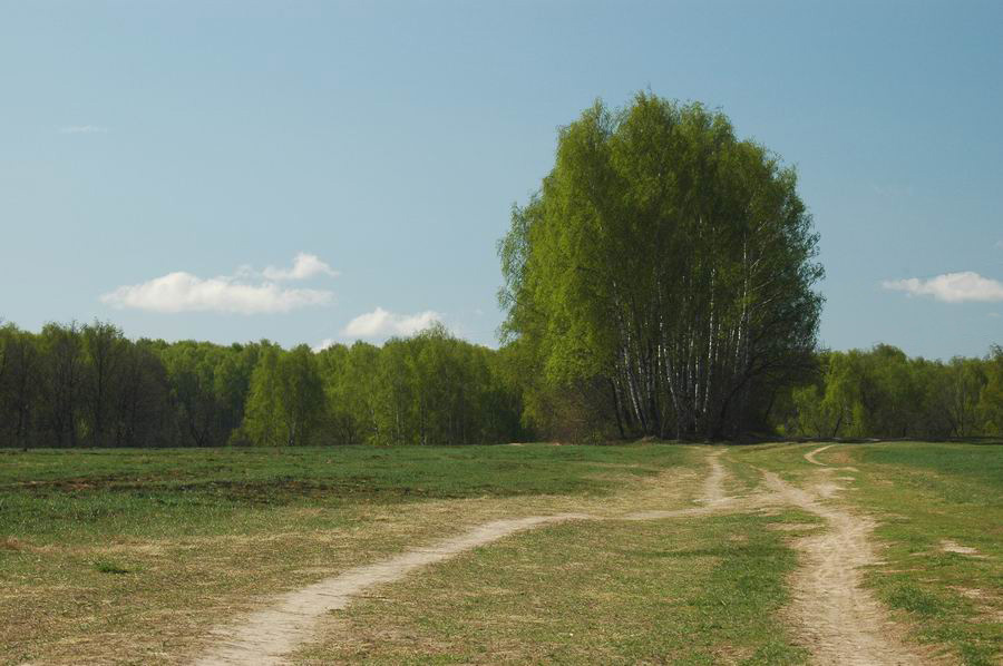 Полевая дорога